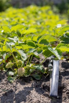 Close-up of unripe strawberries growing on a sunny day, benefiting from a drip irrigation system ensuring efficient watering