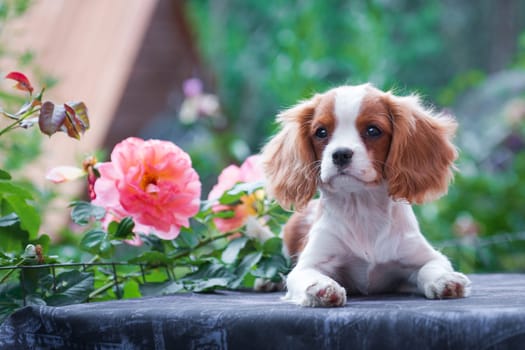 A young dog of the Cavalier King Charles Spaniel breed, red and white, long-haired, lies on a table with a pink flower outdoors on a jeans table