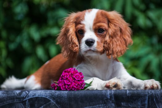 A young dog of the Cavalier King Charles Spaniel breed, red and white, long-haired, lies on a table with a pink flower outdoors on a jeans table