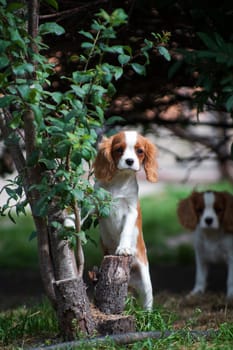 Portrait of a young dog of the Cavalier King Charles Spaniel breed, red-haired with white color, long-haired, standing outdoors on a knot from a tree in summer