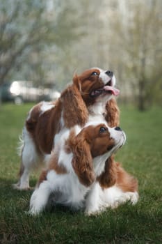 Two adult dogs of the Cavalier King Charles Spaniel breed, red and white, long-haired, in the summer outdoors on green grass in the park