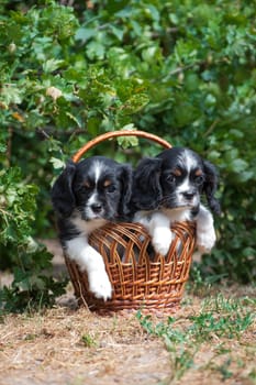 Two puppies of breed Cavalier King Charles Spaniel, black and white, long-haired, sitting in a wicker basket in the summer outdoors among a green shrub