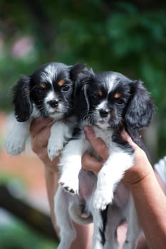 Two puppies of the Cavalier King Charles Spaniel breed, black and white, long-haired, on hands outdoors on a background of blurred greens