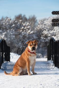 Red-haired orange big powerful dog of breed Cadebo, walking in the winter, sat on the snow on the bridge, against the background of cast-iron railing