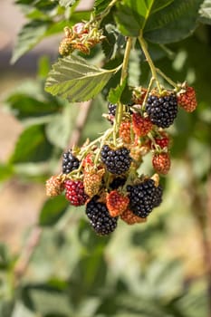 Close up of ripe and unripe blackberries growing on a branch, showcasing the different stages of ripening
