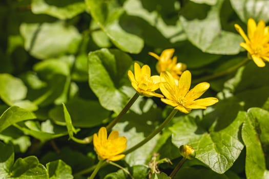 Vibrant yellow lesser celandine flowers blooming amidst lush green foliage, illuminated by warm spring sunlight