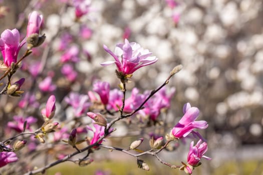 Pink magnolia flowers blooming on a tree branch in a spring garden, with a blurred background of other blossoms