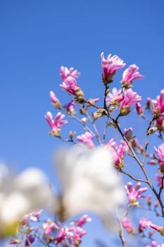 Pink magnolia flowers blooming on a tree branch against a clear blue sky, capturing the beauty of springtime nature