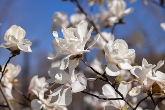 Close up of delicate white magnolia flowers blooming on a tree branch against a vibrant blue sky, capturing the beauty of springtime nature