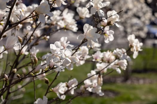 Magnolia tree branches covered with delicate white flowers, illuminated by bright spring sunlight, create a serene and beautiful natural scene