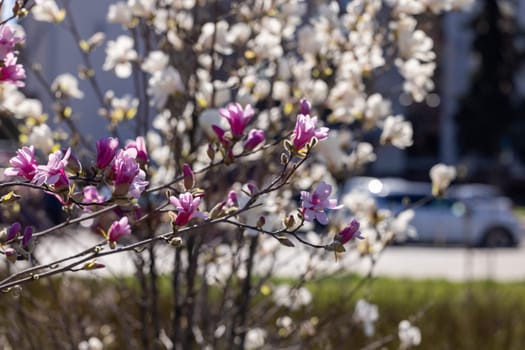 Pink and white magnolia flowers blooming on a tree branch in spring, with a blurred city street and cars in the background
