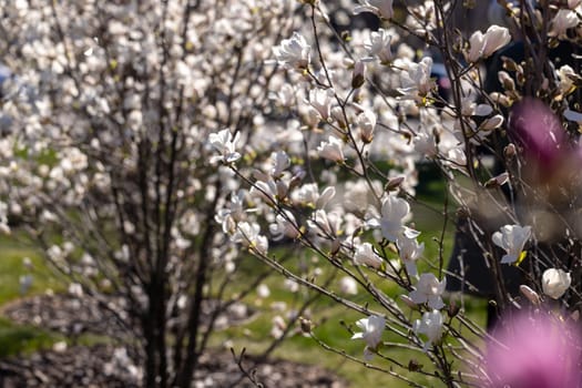White star magnolia flowers blooming on a sunny spring day, creating a beautiful natural scene