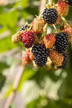 Close up of ripe and unripe blackberries growing on a blackberry bush, showcasing the different stages of ripeness