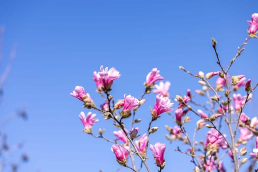 Pink magnolia flowers blooming on branches against a clear blue sky, capturing the beauty of springtime nature