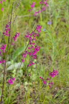 Blooming purple flowers of royal catchfly fill a vibrant green meadow under the warm sunlight of a sunny summer day