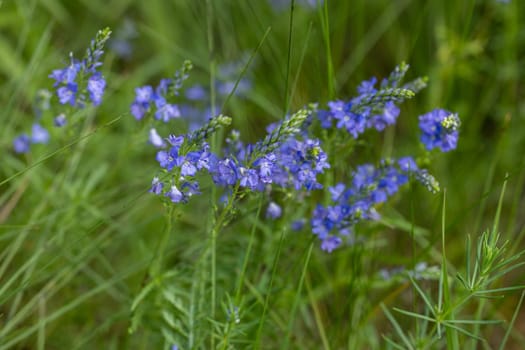 Purple veronica flowers add a touch of vibrant color to a lush green meadow, creating a serene and picturesque natural scene