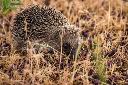 European hedgehog foraging for food among dry grass scattered with fallen berries, highlighting the beauty of autumn's natural bounty