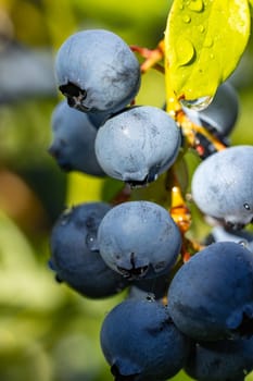 Close up of ripe blueberries growing on a bush, covered with glistening water droplets from morning dew or rain