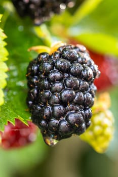 Close up of a ripe blackberry growing on a branch, with a drop of water about to fall, showcasing the freshness and natural beauty of the fruit