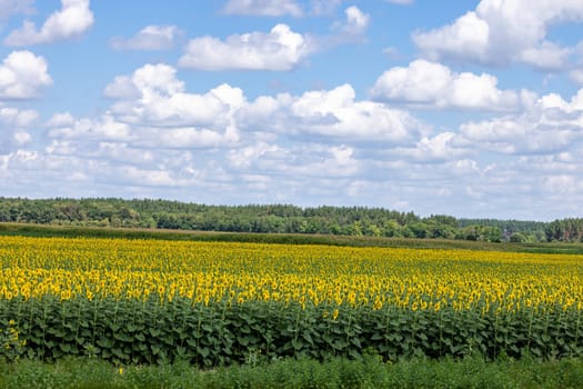Sunflowers blooming in a large field during a summer day with a cloudy sky and a forest in the background