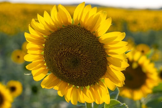 Close up view of a sunflower blooming in a vibrant field, basking in warm sunlight, showcasing the beauty of summer's golden landscape