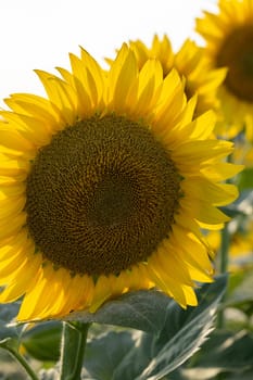 Close up of a sunflower head with seeds growing in a field, illuminated by warm summer sunlight