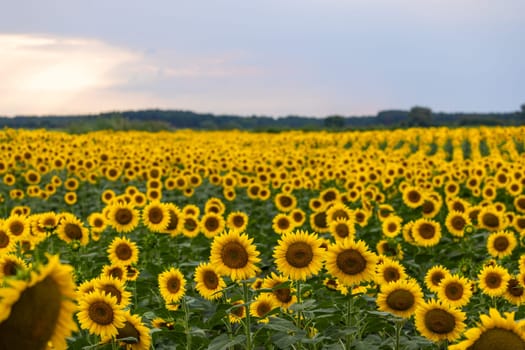 Sunflowers are blooming in a vast field, creating a picturesque landscape under the soft glow of a cloudy sunset sky