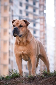 Portrait of a fawn well-fed dog of breed Cadebo outdoors, against the background of a building sleeping area in blur bokeh