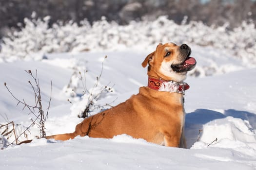 Red-haired orange big powerful dog of breed Cadebo, walking in the winter, sitting in the snow and joyfully smiling