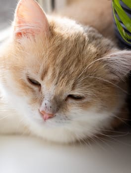 Close up of a ginger and white kitten sleeping peacefully near a houseplant, enjoying a quiet moment indoors