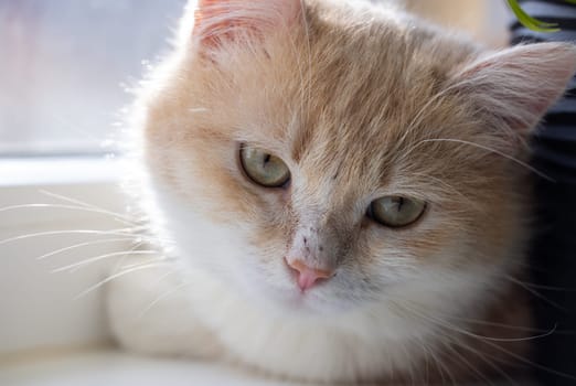 Portrait of a ginger and white domestic cat resting peacefully by a window, soaking up warm sunlight and enjoying a cozy moment indoors