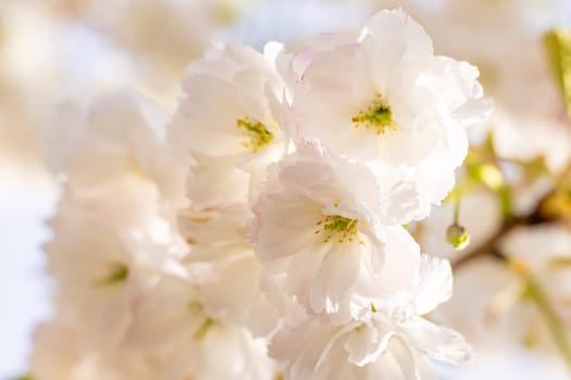 Close up of delicate white cherry blossoms blooming on a sunny spring day, creating a beautiful natural background