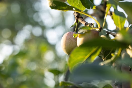 Two mirabelle plums hanging from a tree branch, ripening in the summer sunlight, ready for harvest