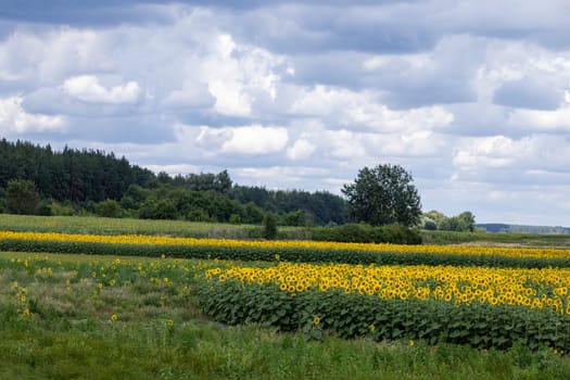 Vibrant sunflowers blooming in a vast rural field, basking under a dramatic, cloudy summer sky, create a picturesque landscape