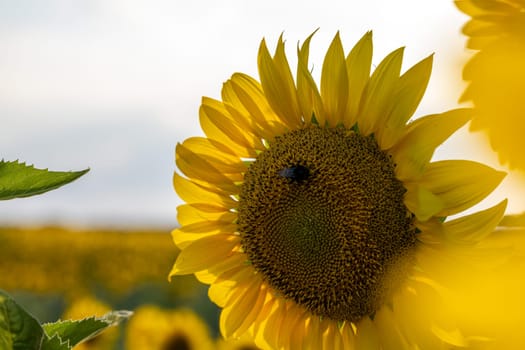 Close up of a bumblebee pollinating a bright yellow sunflower in a field of sunflowers under a cloudy sky