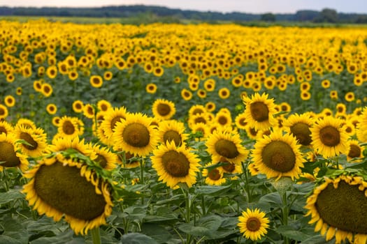 Sunflowers blooming across a vast field create a vibrant yellow landscape, contrasting beautifully with the cloudy summer sky