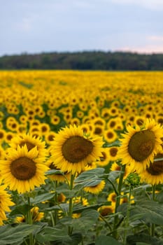 Sunflowers growing in a large field, creating a vibrant yellow landscape against a backdrop of trees and a cloudy sky
