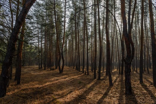 Golden light gently breaks through the tall pine trees, casting long shadows on the forest floor as morning begins.