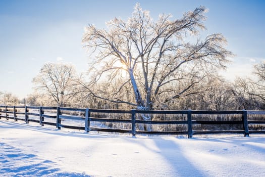 Ice and snow-covered tree and the fence on a farm in Central Kentucky