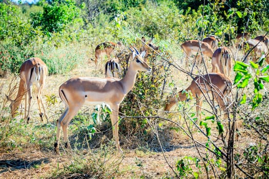 Herd of impalas in Chobe National Park in Botswana
