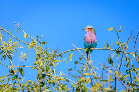 Lilac-breasted Roller in Chobe National Park in Botswana