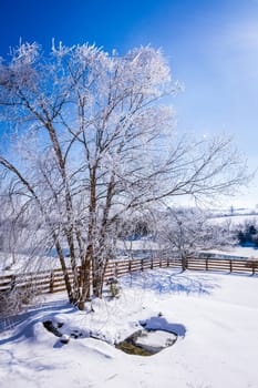 Ice and snow-covered tree and snowy landscape in Central Kentucky