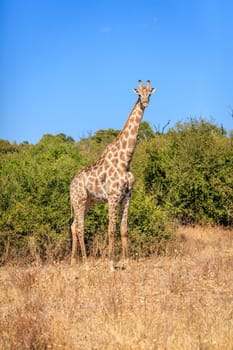 Southern Giraffe in the wilderness of Chobe National Park in Botswana