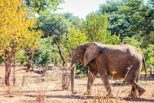 Wild African elephant in Chobe National Park in Botswana