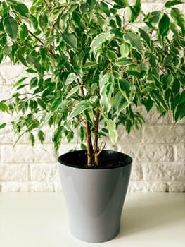 Beautiful lush ficus benjamin in a pot at home.