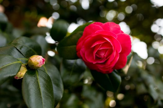 Close-up of vibrant red rose in bloom with bud amidst lush green leaves.