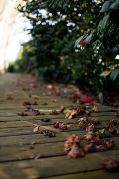 Fallen blossoms on wooden pathway surrounded by green foliage in garden.