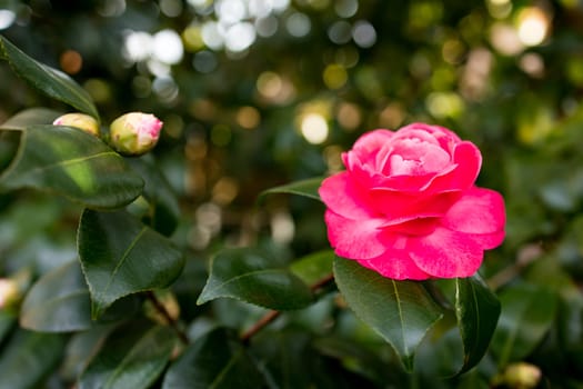 Vibrant pink camellia bloom in sunlit garden.