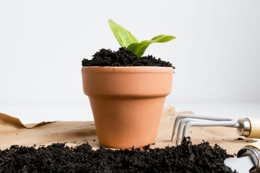 Small green plant in terracotta pot with soil and garden tool on white background.