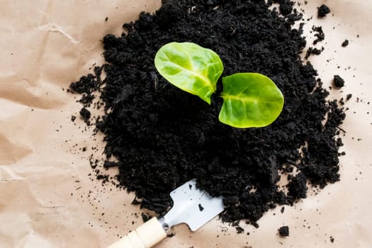 Young plant growing in dark soil with garden trowel on brown paper background.